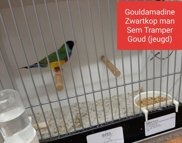 sem tramper 